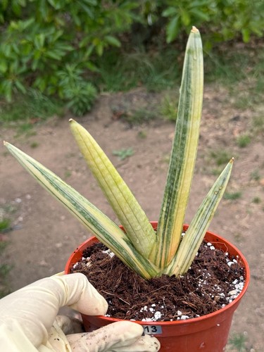 Sansevieria Dooneri variegata variegated cutting snake rare succulent  cactus | eBay