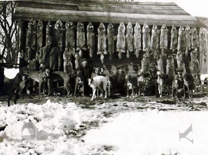 ANTIQUE REPRODUCTION 8X10 COYOTE HUNTING PHOTOGRAPH WITH DOGS GREYHOUNDS - Picture 1 of 1