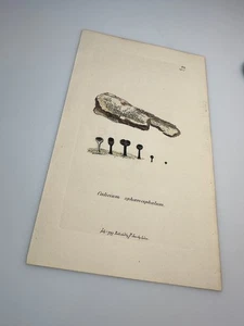 1797 Sowerby CALICIUM SPHOEROCEPHALUM Botanical Hand Colored Plate 414 Print - Bild 1 von 3