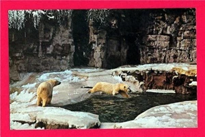 Postal antigua oso polar buceo parque forestal zoológico de St. Louis antigua sin usar stock de tienda - Imagen 1 de 1