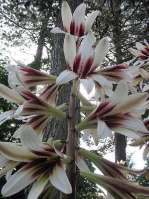 Cardiocrinum giganteum | Giant Himalayan Lily | 25 Seeds - Image 1 of 4