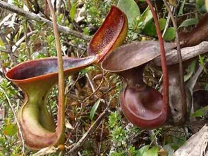 5 SEMILLAS NEPENTHES LOWII - PLANTA CARNÍVORA - Imagen 1 de 1