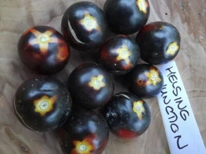 Tomate Helsing Junction - 10+ semillas - ¡AZUL y FINO! P 005 - Imagen 1 de 1