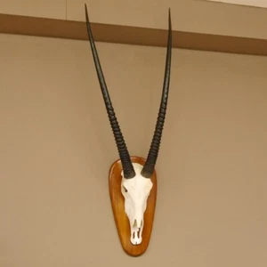Oryx (Oryx gazella) antílope longitud de cuerno 91 cm chivo pincho África trofeo de cráneo - Imagen 1 de 10