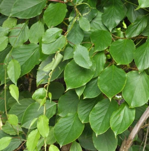 Mini-Kiwi Prince Jumbo männlich 40-60cm - Actinidia arguta - Bild 1 von 1