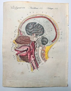 Bertuch 1810 antiker handkolorierter Druck: Menschliche Anatomie, Kopf, Schädel, Gehirn - Bild 1 von 2
