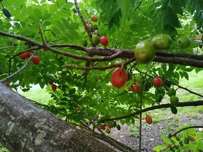 Hog Plum Ciruela Spanish Plum Spondias Purpurea 5 Fresh Unrooted Cuttings - Image 1 of 4