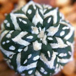 Astrophytum asterias V Type rare japan cactus 20 SEED + PHYTO certificate  - Picture 1 of 4