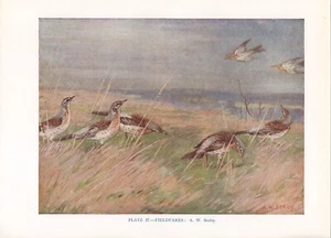 The Fieldfare - 1948 Beautiful Colour Vintage Bird Print by A.W.Seaby - Picture 1 of 1