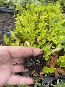 10 X Golden Privet Plug Plants Ligustrum ovalifolium aurea Peat Free