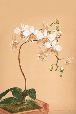Phalenopsis Stuartiana; Philippine Orchid Henry George Moon Poster Print - Image 1 of 2