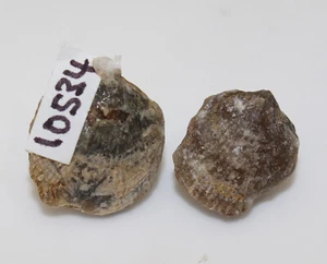 Brachiopodi, Atrypa sp., Devon, Rommersheim, Eifel, Germania -x951 - Foto 1 di 6