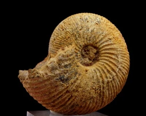 AMONITA Macrocefalitas - JURASSIC Callovian MADAGASCAR Cuenca Morondava /pe211 - Imagen 1 de 12