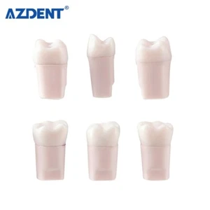 Endodoncia de conducto radicular dental entrenamiento dientes modelo ECA práctica pulpa resina blanca - Imagen 1 de 55