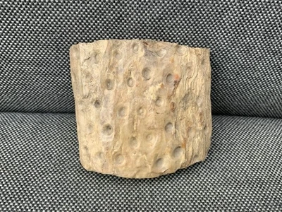 Calamites sp Fossil Plant Stem Specimen, Derbyshire, Carboniferous, England - Image 1 of 4