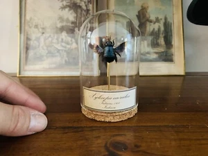 Cabinet de curiosités Oddities Globe insecte Xylocopa caerulea d'Indonésie - Imagen 1 de 1