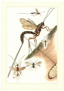 Schlupfwespen (Ichneumonidae) Wespen Pfeifenräumer Insekten Farbdruck 1956 - Picture 1 of 1