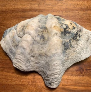 Giant Petrified Clam Shell - Picture 1 of 4