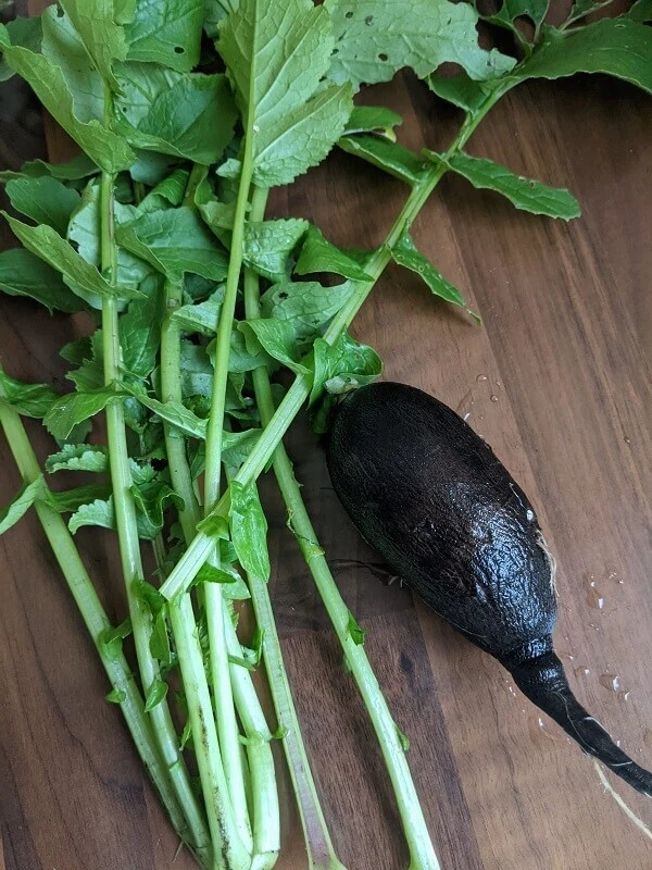 20 graines de radis Noir Long d'hiver issues de la permaculture - Photo 1/1