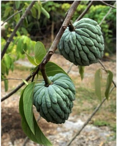 Annona Squamosa Var. Thai-Lessard Green Sugar Apple Large Fruit - Picture 1 of 2