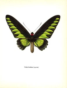 Estampado artístico de mariposa de colección Brooks ala de pájaro estampado de insectos mariposa 5297-64 - Imagen 1 de 1