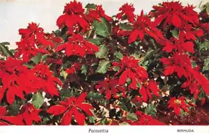 Postcard Poinsettia Flower Bermuda - Imagen 1 de 2