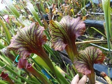 2023 seed cross CHAOS X ELLIE WANG sarracenia carnivorous plant seeds