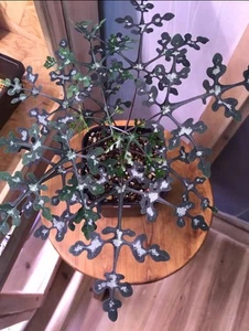 # pre order only # Adenia perrieri, Cutting succulent - Picture 1 of 4