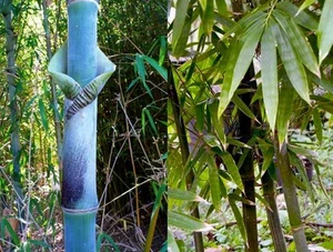 Bambusa tulda (Giant Bengal Clumping Bamboo) 10 Plant Seeds •RARE Outdoor Garden - Picture 1 of 3