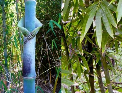 Bambusa tulda (Giant Bengal Clumping Bamboo) 10 Plant Seeds •RARE Outdoor Garden - Image 1 of 3