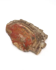 Polierte 9" rote versteinerte Holzplatte - Bild 1 von 7