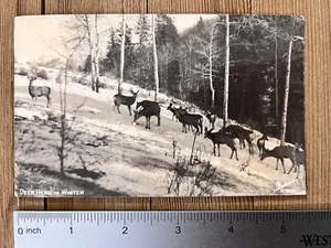 Sanborn RPPC A-829. Deer Herd in Winter on Snowy Hillside, Unposted - Picture 1 of 2