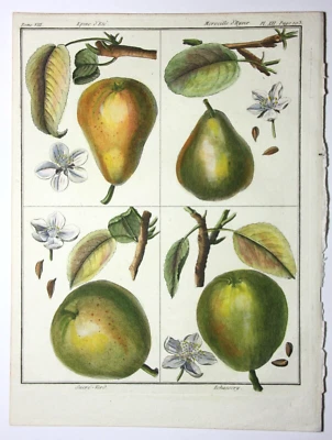 Birnen, Epine d' Été, altkol. Kupferstich aus Rozier "Cours d'agriculture" 1789 - Bild 1 von 4
