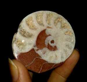 AMAZING AMMONITE!!! PRONORITIDAE FOSSIL FROM TIMOR INDONESIA, 48MM - Picture 1 of 5