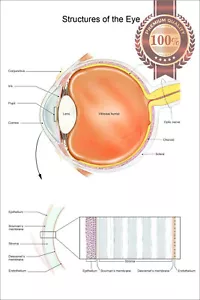 STRUCTURES OF THE EYE VISION DIAGRAM SYSTEM ANATOMY POINT CHART PREMIUM POSTER - Foto 1 di 6