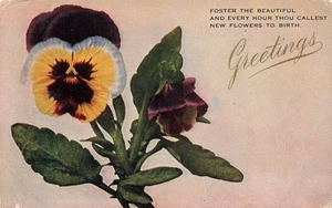 VINTAGE GREETINGS POSTCARD PANSY FOSTER THE BEAUTIFUL 1908 091825 U - Picture 1 of 2