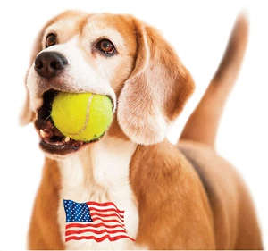 20 Used Tennis Balls for Dogs - FREE SHIPPING! - Picture 1 of 1