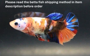 Thailand Live Betta Fish Pet Fancy KOI Female Girl Quality Grade Plakad Breeder - Picture 1 of 23