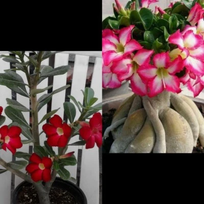 2 Adenium Obesum Rosa Del Desierto - Image 1 of 3