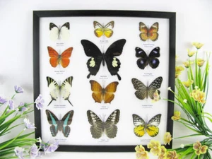 12 echte Zuchtschmetterlinge im Schaukasten aus Holz hinter Glas Taxidermie o 12 - Bild 1 von 12