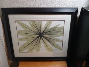 Earthy Echium By Albert Koetsier - Picture 1 of 2