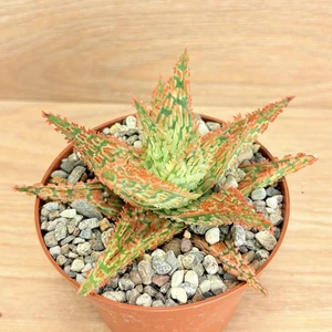 Aloe TCT , pot 10 cm (Cod.V05) - Picture 1 of 7