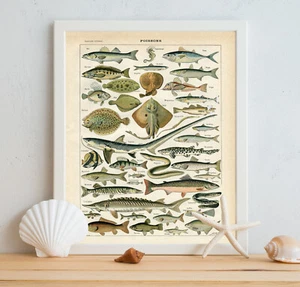 Fish Seahorse Flounder Shark Trout Sturgeon Tuna Salmon Larousse Poster Print - Picture 1 of 6