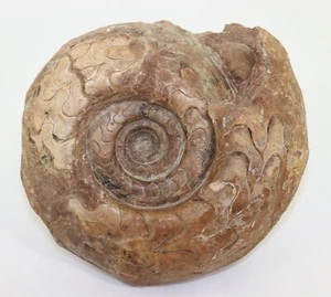 Goniatite, Pseudoschistoceras gigas, Perm, Basileo, Timor, Indonesia -k636 - Foto 1 di 6