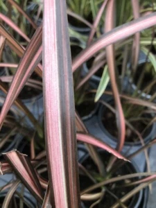 2 x Phormium Veneer Plants in 9cm Pots New Zealand Flax - Picture 1 of 1