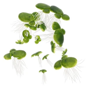 18pcs Mini Fake Duckweed Artificial Floating Duckweed Aquarium Simulation Plants - Picture 1 of 10