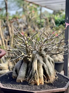 Adenium bonsai Arabicum Godji big size - adenium octopus roots - Picture 1 of 2