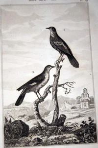 OISEAUX BUFFON GRAVURE MOQUEUR FRANCAIS 1835 BF71 - Picture 1 of 1