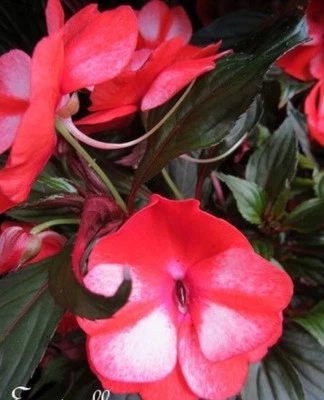 ♫ IMPATIENCE 'Rouge de Nouvelle Guinée' BALSAMINE ♫ Graines ♫ Ornement Mellifère