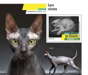 Guinea - Razas de gatos toro ruso 2020 - Hoja de recuerdo de estampillas - GU200204b - Imagen 1 de 1